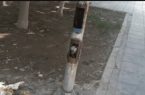 ورود دادستان اسلامشهر به پرونده مرگ دختر ۷ ساله در پارک